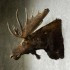"Vincent" Alaskan Yukon Moose Head